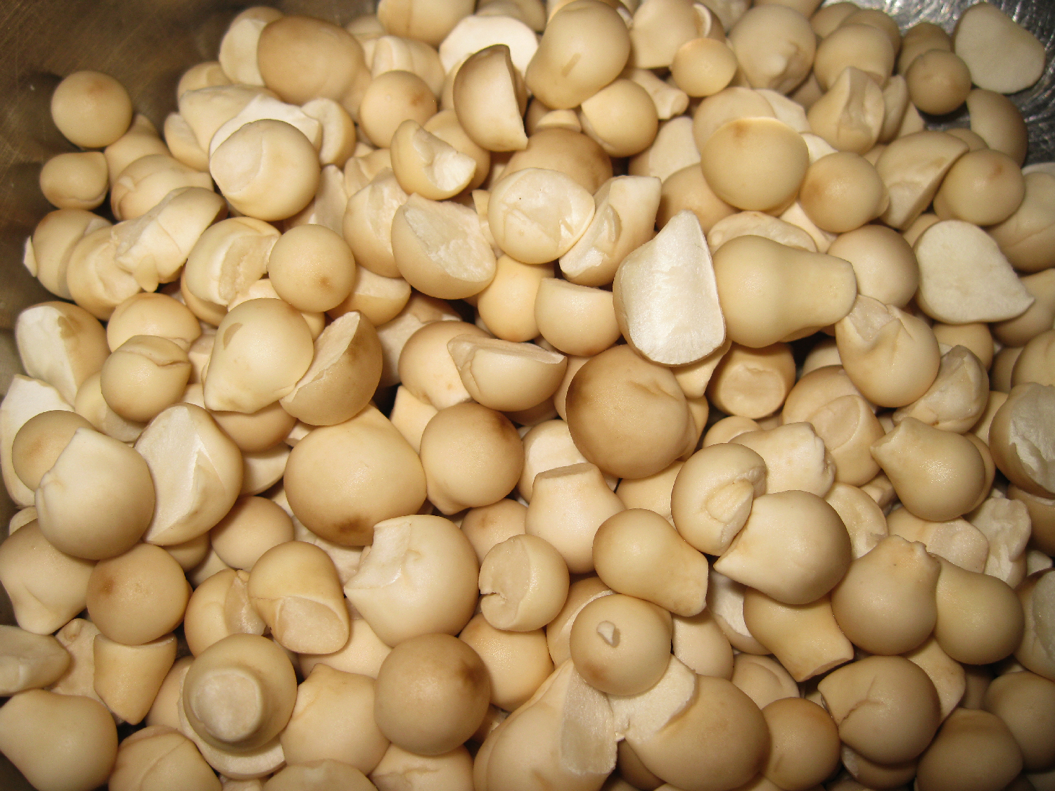 Pear shaped puffballs. Each one will be sliced from top to bottom to be sure that it is marshmallow white inside and does not have the outline of a mushroom in it.