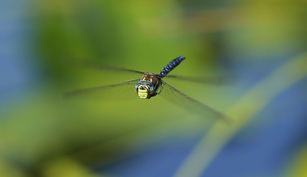 Paddle-tailed darner dragonfly (Aeshna palmata) in flight. 