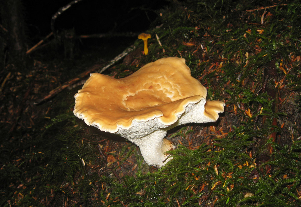 Hedgehog mushroom (Hydnum repandum). This specimen was just over 6" across the cap. 