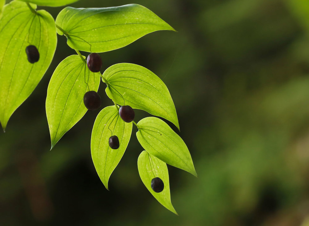  Twisted stalk leaves and berries 