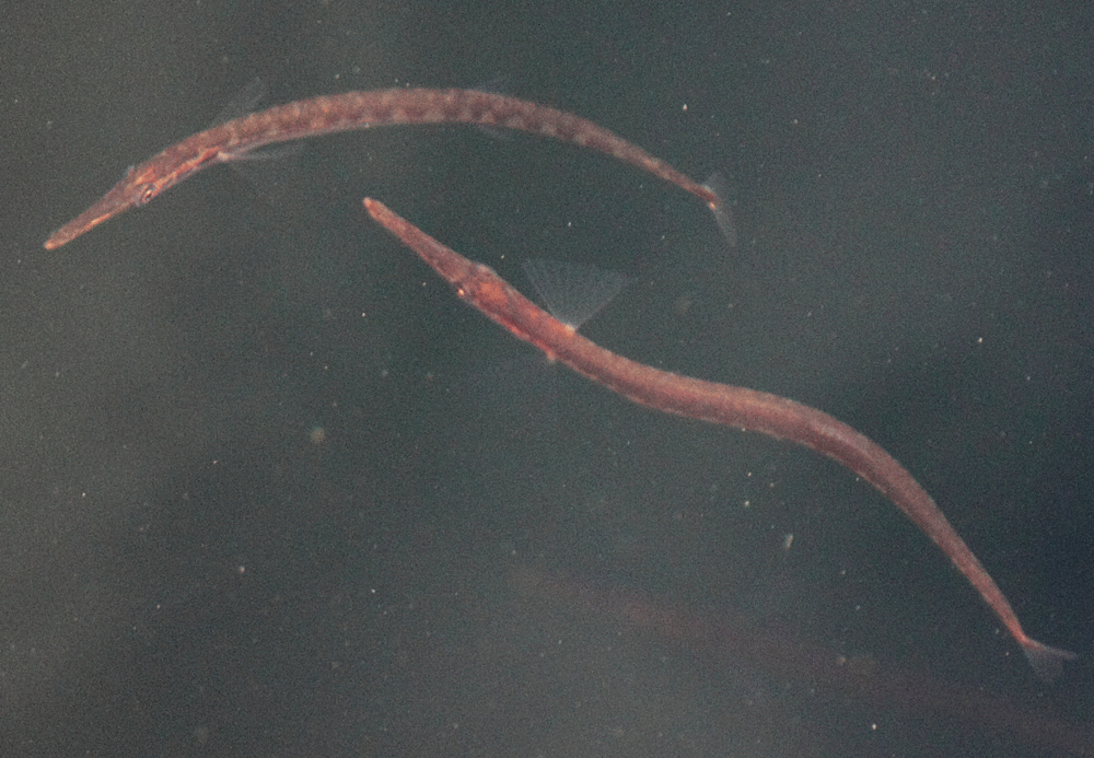  Pipefish 