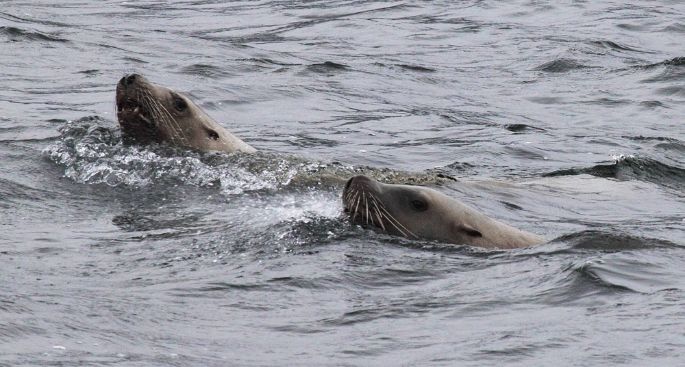 Steller sea lions