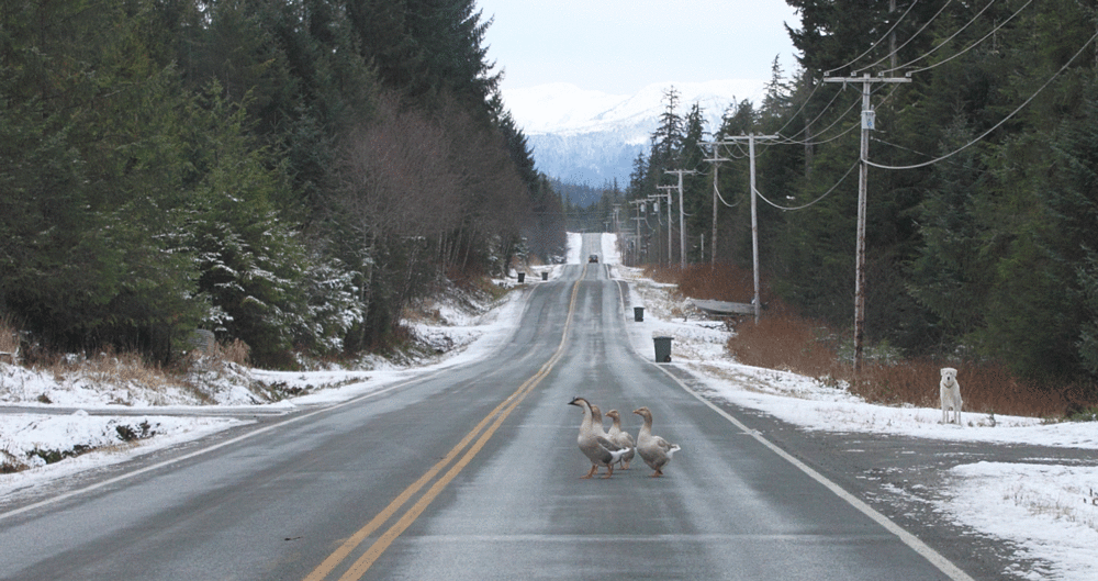  Geese in the road. 