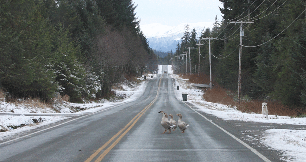 Geese in the road.