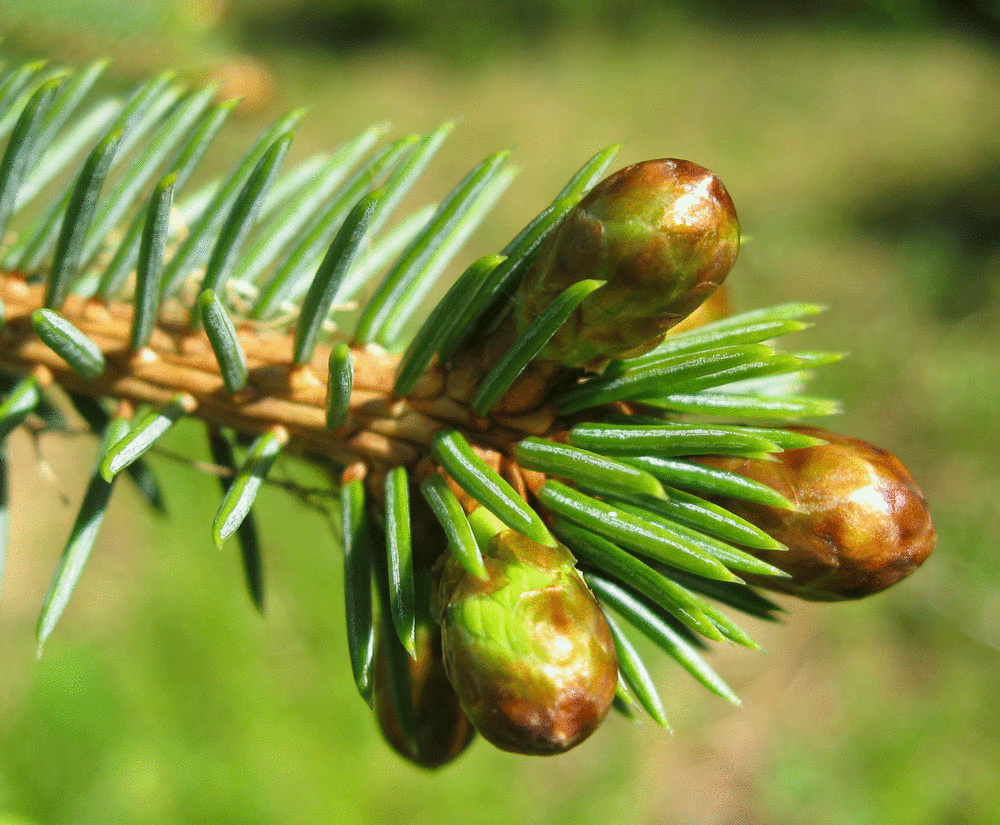  Spruce tips 