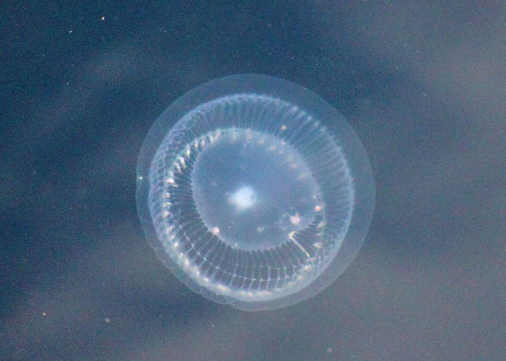 Jellyfish_4720.jpg