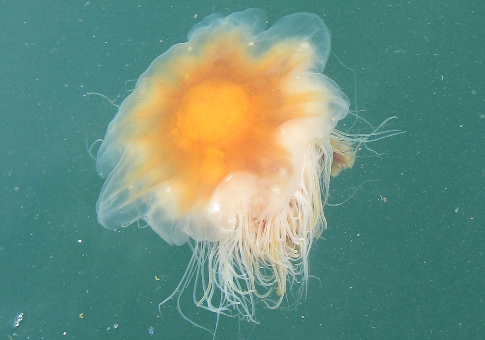 Jellyfish_2_5479.jpg
