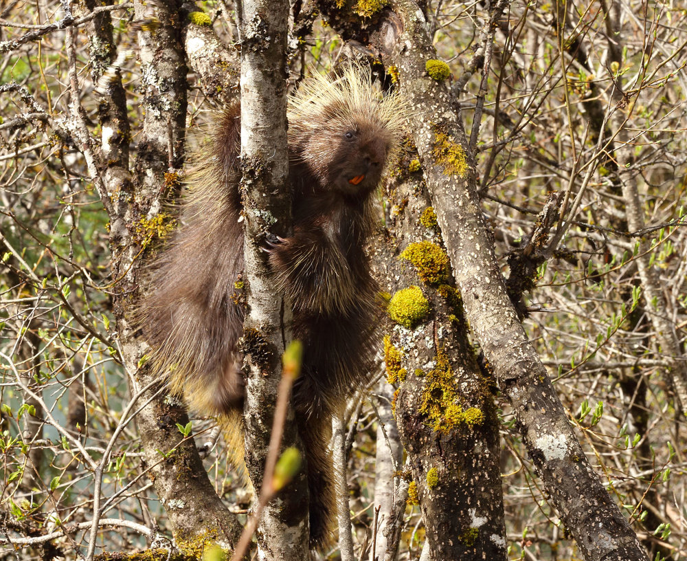 Porcupine in Southeast Alaska