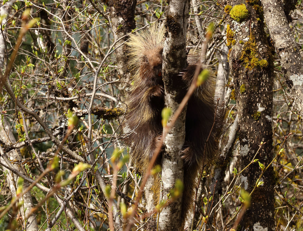 Porcupine in Alaska