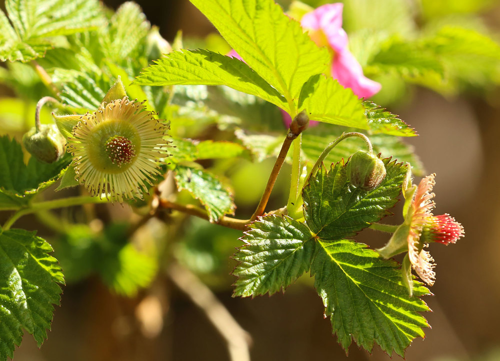 Salmonberry_0620.jpg