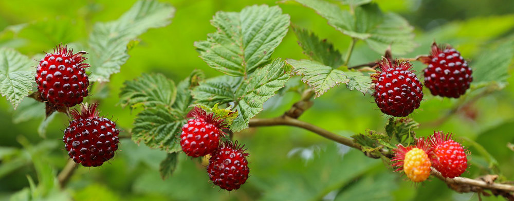 Salmonberries! 