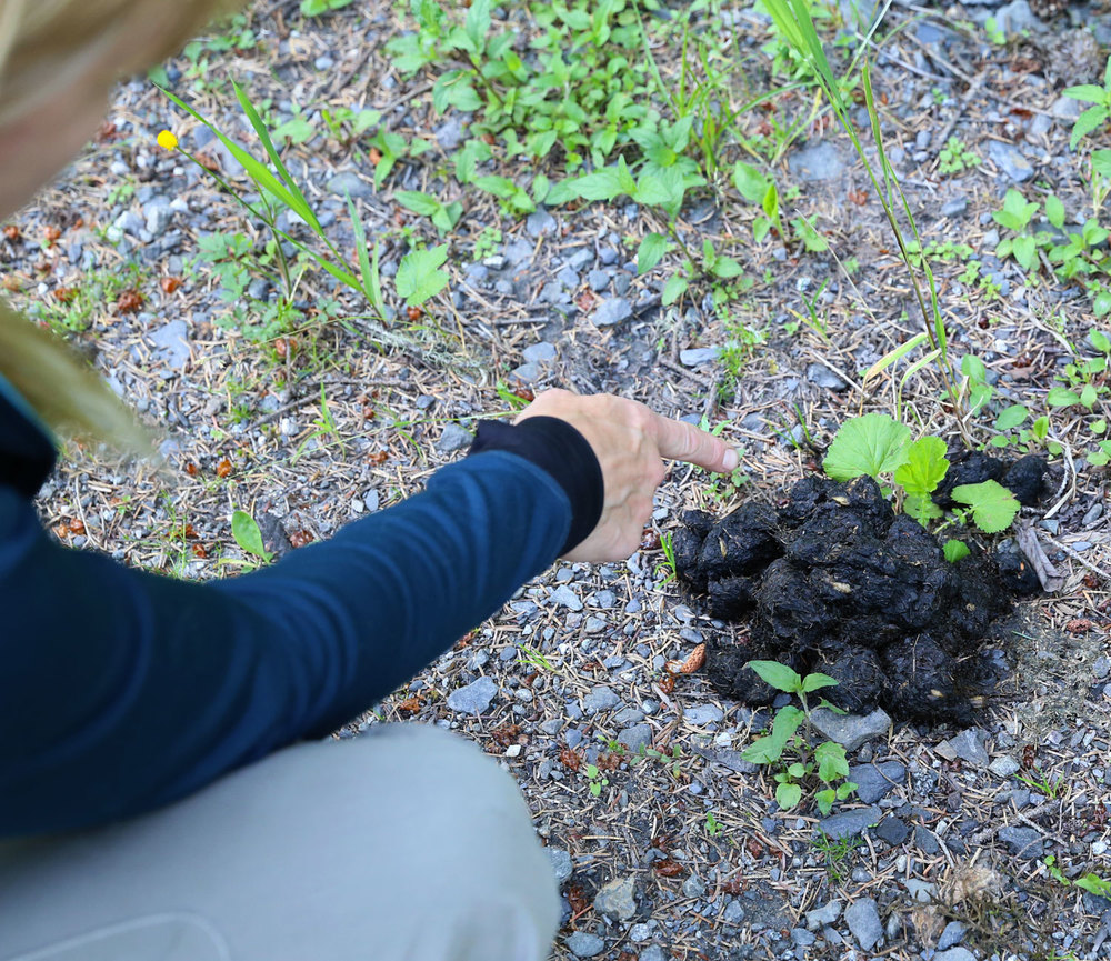 Cindy pointing out that the bear was eating roots. 