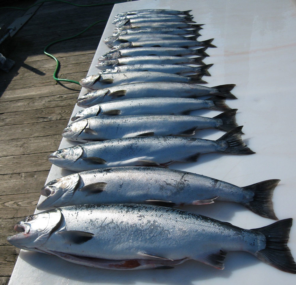  Silver (coho) salmon and pink (humpy) salmon. The closest silver salmon weighed 13 pounds (6 kg) after it was cleaned.  
