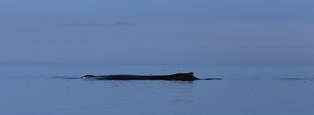 Humpback whale taking a breath. 