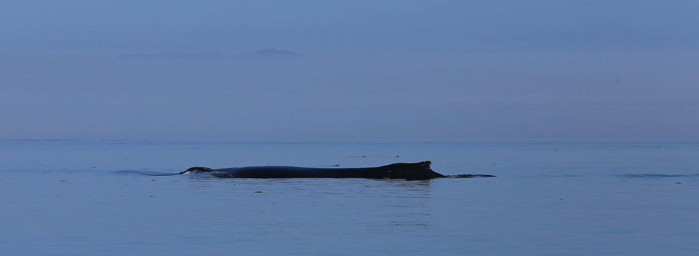 Humpback whale taking a breath.