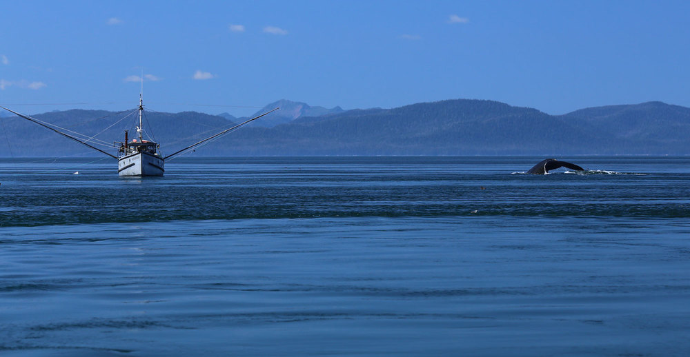 Commercial troller and humpback whale