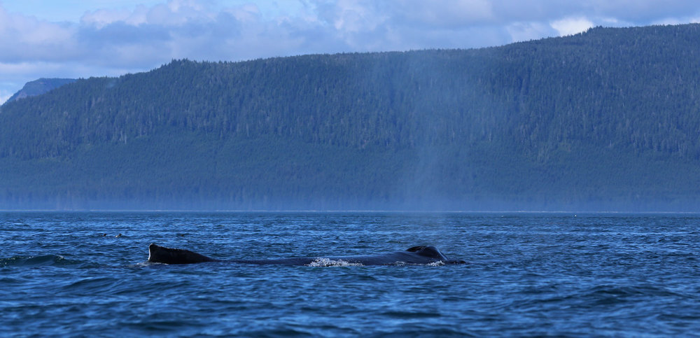 Humpback whale blowing