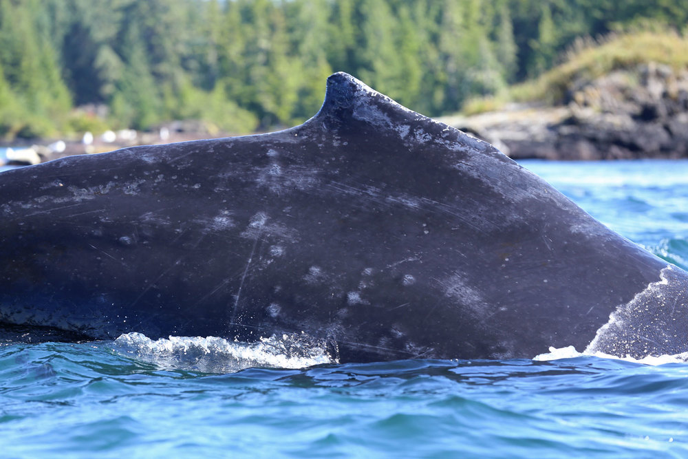 Humpback_whale_0136.jpg