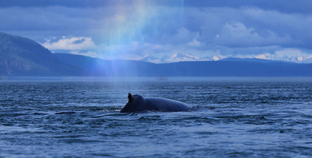 Humpback whale blowing a rainbow.