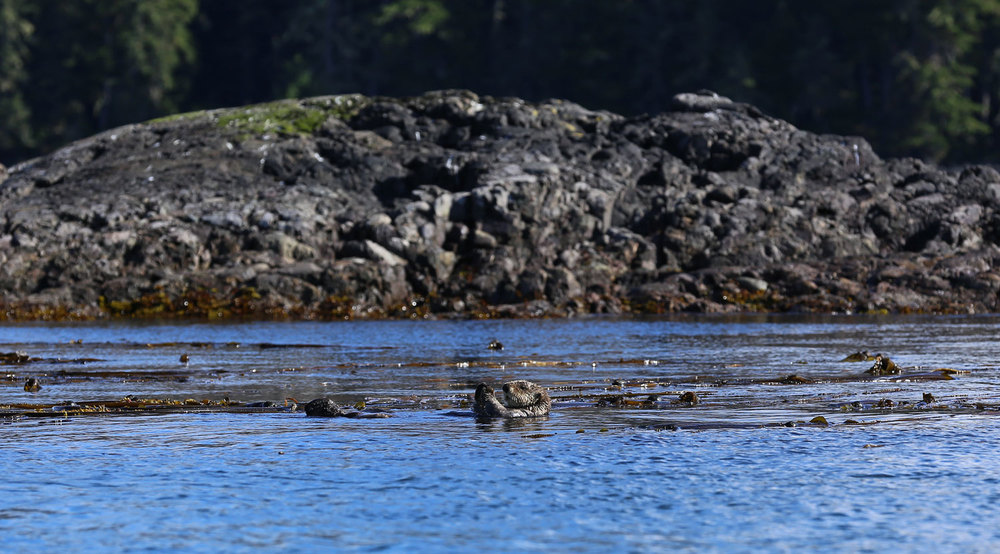 Sea otter in a bullwhip kelp bed. 