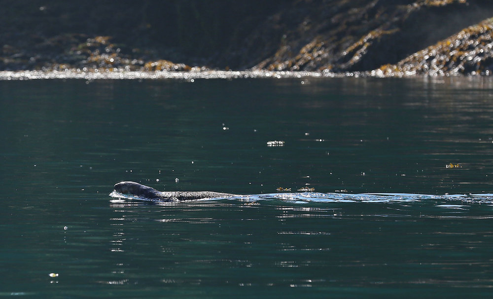 Sea_otter_Point_Baker_0648.jpg