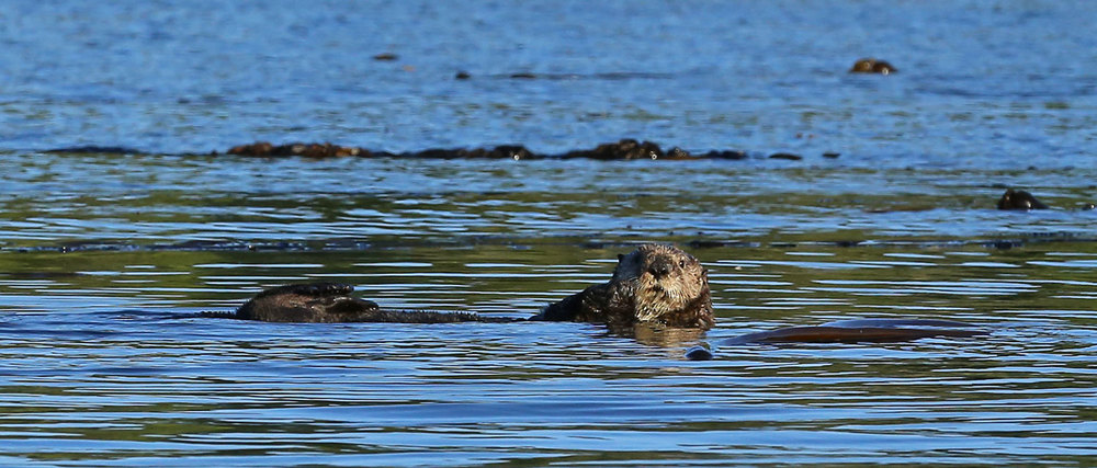 Sea_otter_Point_Baker_0586.jpg