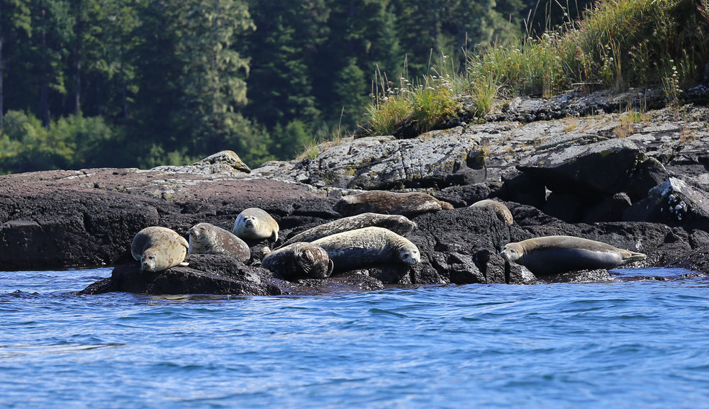 Seals_rocks_0155.jpg