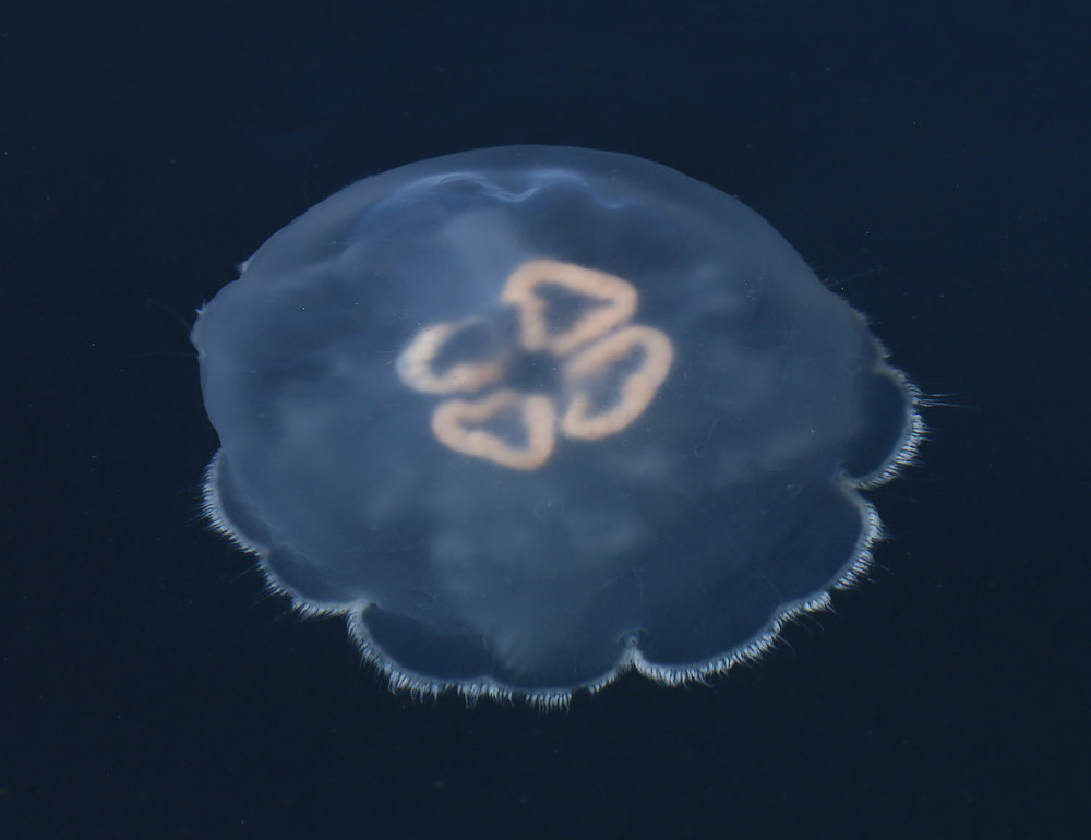 Jellyfish. But its not a fish, so now they just call them jellies. I don't recommend them on toast. 