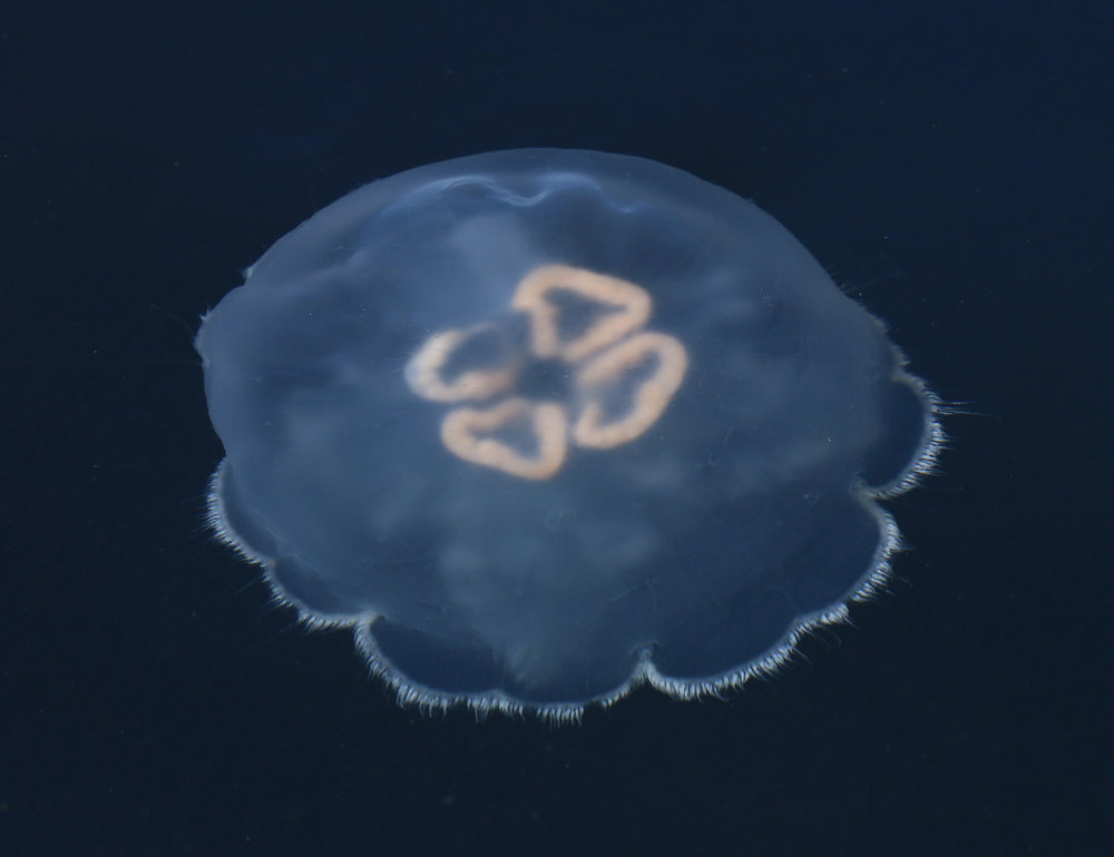 Jellyfish. But its not a fish, so now they just call them jellies. I don't recommend them on toast.