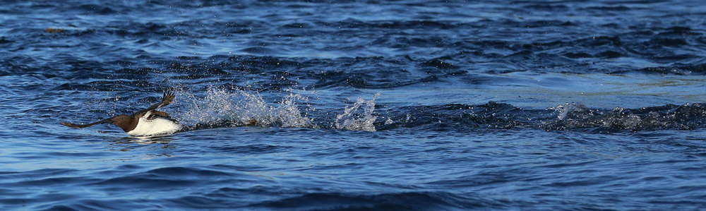 A murre not taking off. 