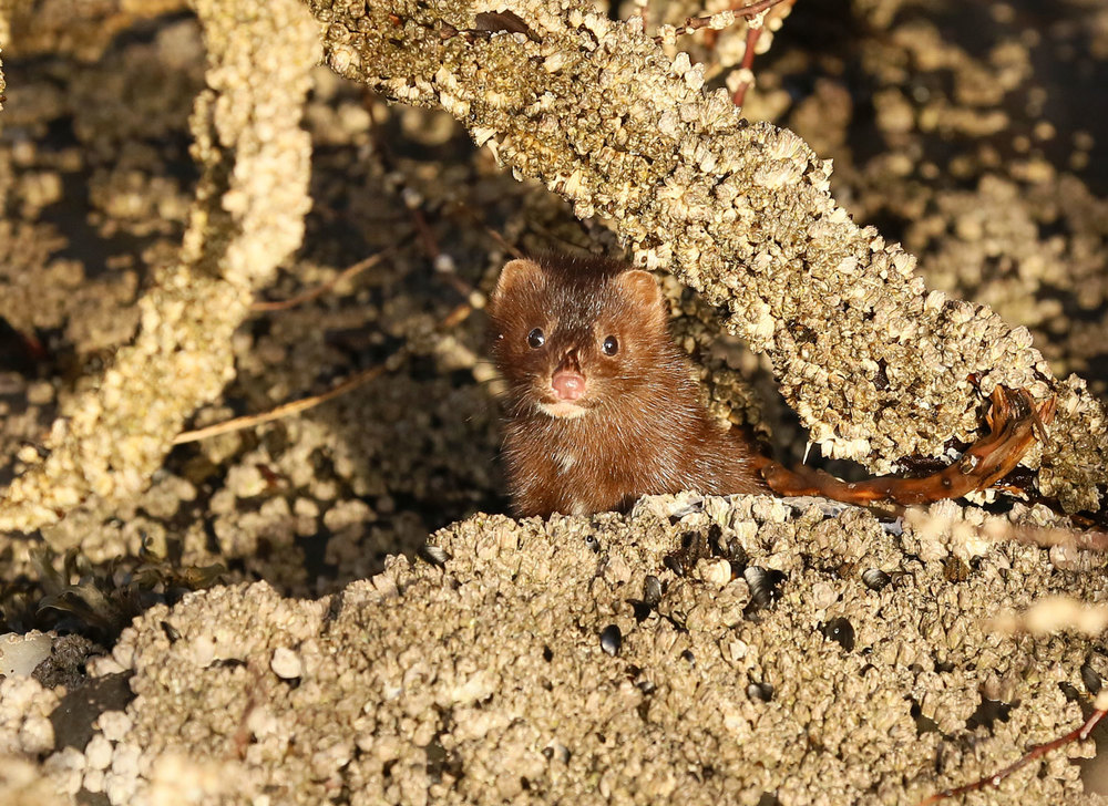 American mink (Neovison vison)  peeking out between barnacles and seaweed. Don't let that little face fool you. This mink will shred your hand if you try to pet it.