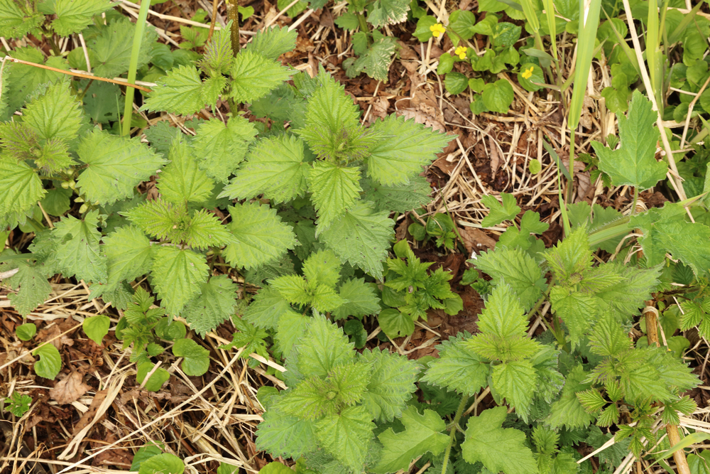 A patch of young nettle plants near Juneau.