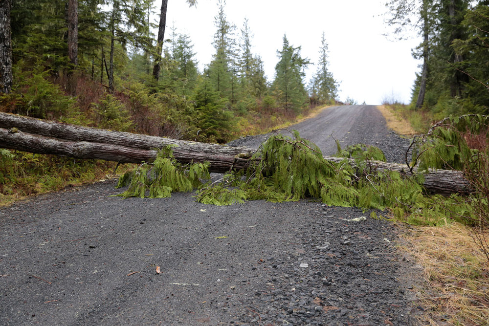 Tree down across the road